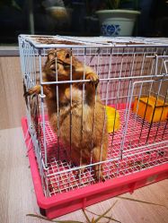 -Moni星球萌宠·小马宝莉·灵蛇·高端高阶全萌宠互动体验俱乐部(红豆国际广场店)