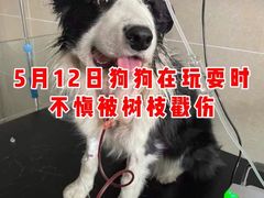 -瑞派宠物医院·24小时骨科·心脏·核磁(哈尔滨南岗店)