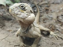 -帕帕拉兹宠物(亚洲旗舰店)