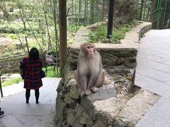 -藏龙百瀑风景区