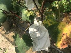 -马陆小张葡萄园农家乐