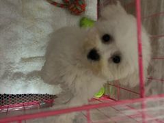 -翊宠yipet猫狗购宠庄园犬舍•猫舍