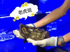老虎斑-港迹·鲜围煮海鲜火锅(湖州时代广场店)
