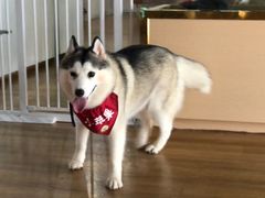 -Husky Go! 哈士奇体验馆·宠物咖啡厅狗咖