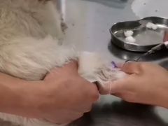 -康乐宝动物医院