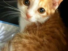 -爱侣宠医·鹦鹉专科·小型哺乳类·异宠专科(灵石路店)