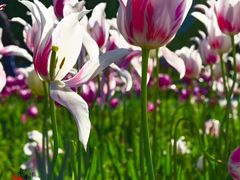 -长春公园(普阳街道)