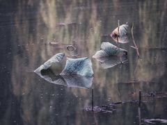 -微山湖红荷湿地景区