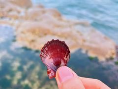 -小麦岛公园