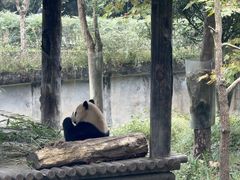 -中国大熊猫保护研究中心雅安碧峰峡基地