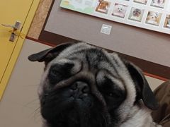-和它·交个朋友·狗咖猫咖(爱琴海店)