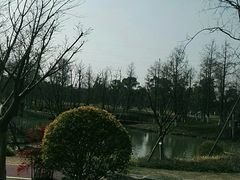 -九科绿洲