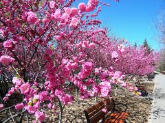 -大兴滨河森林公园