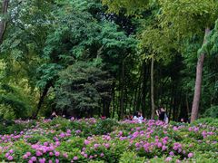 -上海共青森林公园