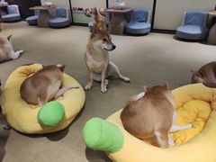-逗柴咖啡屋·狗咖猫咖宠物桌游