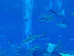 -亚龙湾海底世界