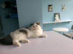 -喵的天空名猫咖啡馆·撸猫·猫舍·用品