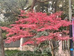 -杭州植物园