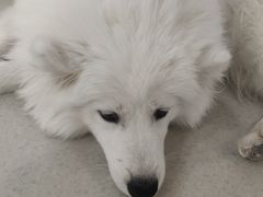 -共舞时光猫咖·狗咖(新街口店)
