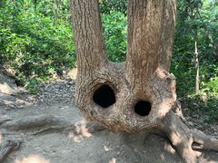 -上海佘山国家森林公园天马山园