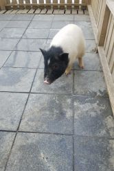 -萌宠亲子动物乐园(槐房万达店)