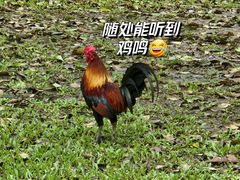 -云南勐巴娜西珍奇园