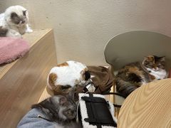 -米乐乖乖猫咪咖啡馆·猫咖(深圳湾后海汇店)