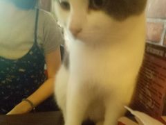 -名猫咖啡馆·撸猫·拼豆