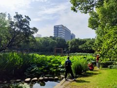 -陈家山荷花公园