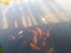 -西湖外事游船(花港观鱼码头)