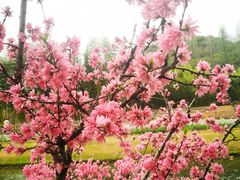 -上海辰山植物园