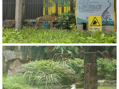 -广州动物园