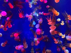 -成都浩海立方海洋公园