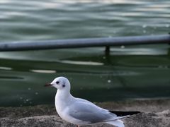 -大理洱海