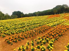 -松山湖梦幻百花洲