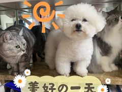 -樱桃家的宠物店(君安花园店)