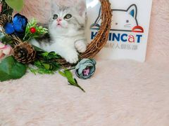 -十年猫舍·猫咪专门店(普陀店)