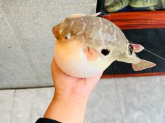 -肆月河豚·新淮扬(金融街店)