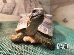 -上海大自然野生昆虫馆(东方明珠·爬宠昆虫探索中心)