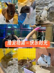 -神奇动物撸宠馆·羊驼·小浣熊·异宠(豫园店)