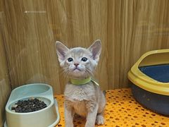 -欣宠猫屋·矮脚拿破仑·蓝金金渐层