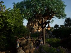 -奥兰多迪士尼动物王国乐园