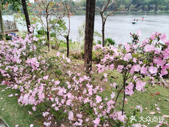 琴亭湖公园图片