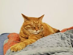 -纳吉亚猫专科动物诊疗中心(蒋宅口分院)