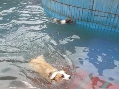 游乐设施-酷迪宠物公园