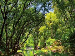 -上海共青森林公园