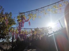 -呀路古热带植物园