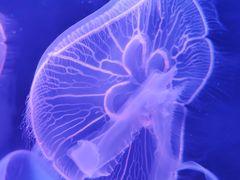 -欢乐海岸海洋奇梦馆