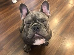 -柯斗斗主题餐厅·狗咖·围炉煮茶·茶饮(国瑞升平里店)