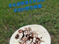 鲜羊肉炒野生天然鲜蘑菇-多伦湖草原水乡饭店(多伦湖景区店)